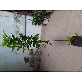 Cây giống sắn thuyền, cao 60cm, ươm hạt