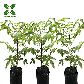 Cây sầu đâu (combo 3 cây) cao khoảng 40cm