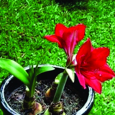 Củ hoa lan huệ kép