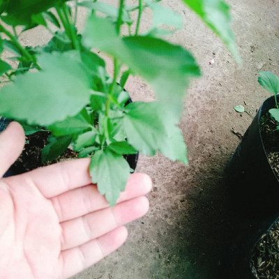 Hoa dâm bụt trắng (giống mới) - cây cảnh để bàn + tặng phân bón cho cây mau lớn