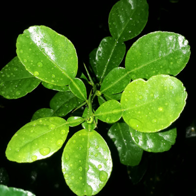 Cây Giống Chúc (Chanh Thái) Cao 20cm – Lá Thơm – Dễ Trồng – Dùng Làm Gia Vị Nấu Ăn