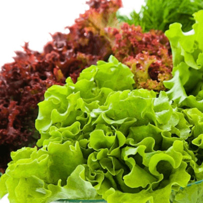 Set 3 Túi Hạt Giống Hữu Cơ Xà Lách Lettuce "Maravilla De Verano" Nhập Khẩu Minigarden Bồ Đào Nha 100% Organic (Túi từ 1.500 - 2.100 hạt) Tỷ lệ nảy mầm cao