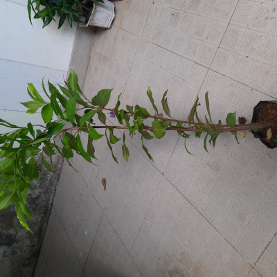Cây giống sắn thuyền, cao 60cm, ươm hạt