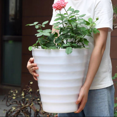 Combo từ 1 đén 2 chậu vòng tròn trồng cây cảnh bằng nhựa ABS bóng cao cấp  M 32 cm x C 35cm Màu trắng