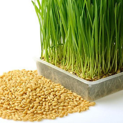 Hạt giống Mầm lúa mạch VTS196