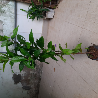Cây giống sắn thuyền, cao 60cm, ươm hạt