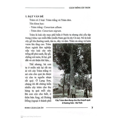 Sách - Cách Trồng Cây Trám - NXB Nông Nghiệp