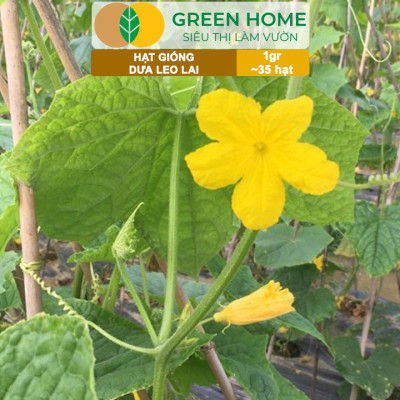 Hạt Giống Dưa Leo Greenhome, Gói 1gr~35 hạt, Dễ Trồng Quanh Năm, Nảy Mầm Cao, Thu Hoạch Nhanh, Năng Suất Cao T02