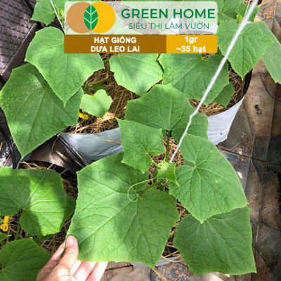 Hạt Giống Dưa Leo Greenhome, Gói 1gr~35 hạt, Dễ Trồng Quanh Năm, Nảy Mầm Cao, Thu Hoạch Nhanh, Năng Suất Cao T02