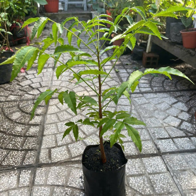 Cây sầu đâu (combo 3 cây) cao khoảng 40cm