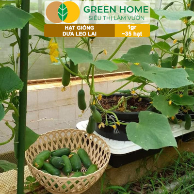 Hạt Giống Dưa Leo Greenhome, Gói 1gr~35 hạt, Dễ Trồng Quanh Năm, Nảy Mầm Cao, Thu Hoạch Nhanh, Năng Suất Cao T02