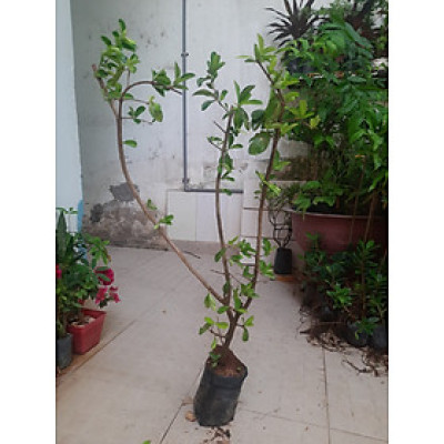 Cây sơ ri chiều cao khoảng 1m lựa chọn cây