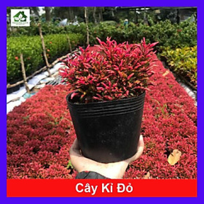 Cây Kỉ Đỏ - cây cảnh vườn + Tặng phân bón cho cây