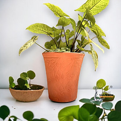 Chậu Gốm Đất Nung Vót Miệng Loe D15cm X H16cm