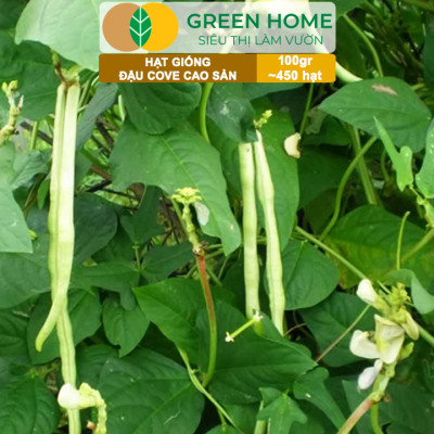 Hạt Giống Đậu Cove GreenHome, GÓI 100GR , Dễ Trồng, Nảy Mầm Cao, Thu Hoạch Nhanh, Năng Suất T45