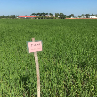 Gạo Thơm ST25 Hộp 2Kg - Gạo An Toàn Từ Vùng Lúa Tôm