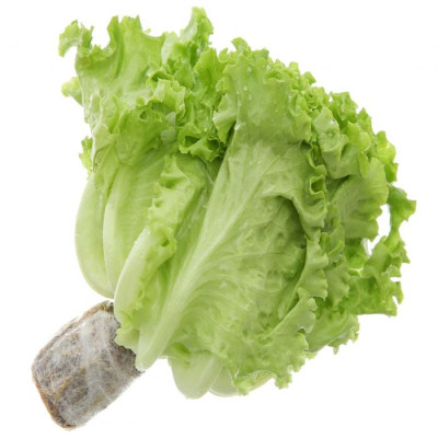 XÀ LÁCH LOLO XANH THUỶ CANH 150G UP