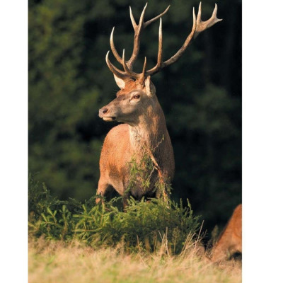 Ống nhòm Fomei 10x32 DCF - Hàng chính hãng