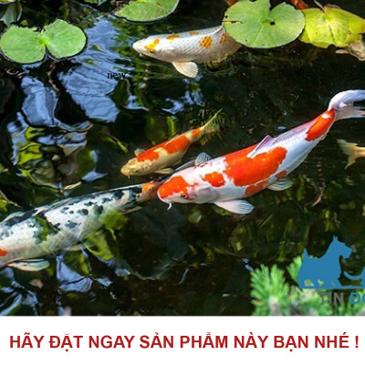 Vi Sinh hồ cá PSB 500ML 3IN1: trong nước, bổ sung VITAMIN, ổn định PH cho bể cá, hồ cá cảnh