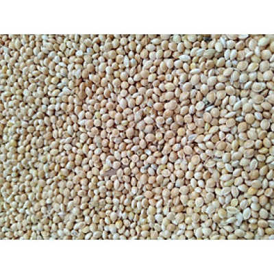 KÊ TRẮNG SỮA CHO CHIM CẢNH, VẸT