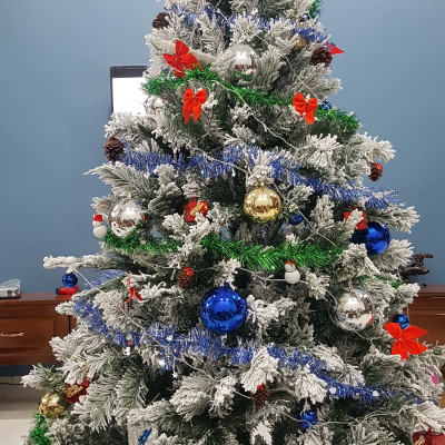 Cây thông noel phủ tuyết cao 1m8 - Cây loại 3 lá dày tán rộng