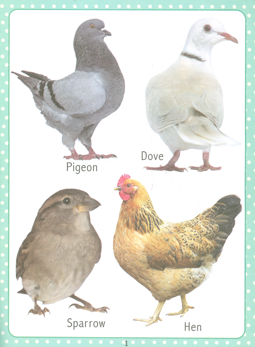My First Early Learning - Birds Book (Bài học đầu tiên của tôi - Sách về các loài chim)