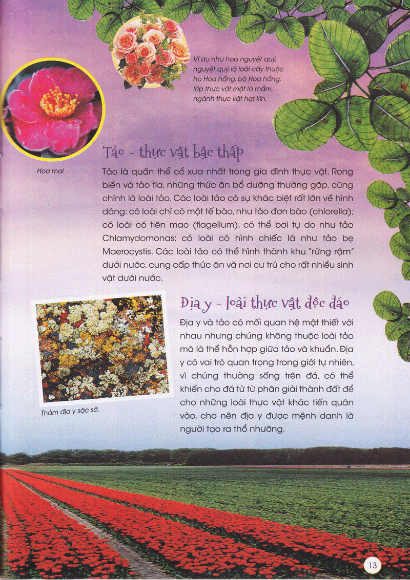 Thiên Nhiên- Những Bí Mật Còn Ẩn Giấu - Gia Đình Thực Vật - 2HBooks