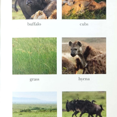 Penguin Readers Level 1: BBC Dynasties: Lions