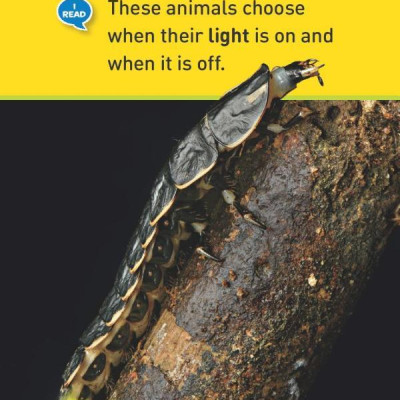 Glowing Animals (L1/Co-Reader) (National Geographic Readers)