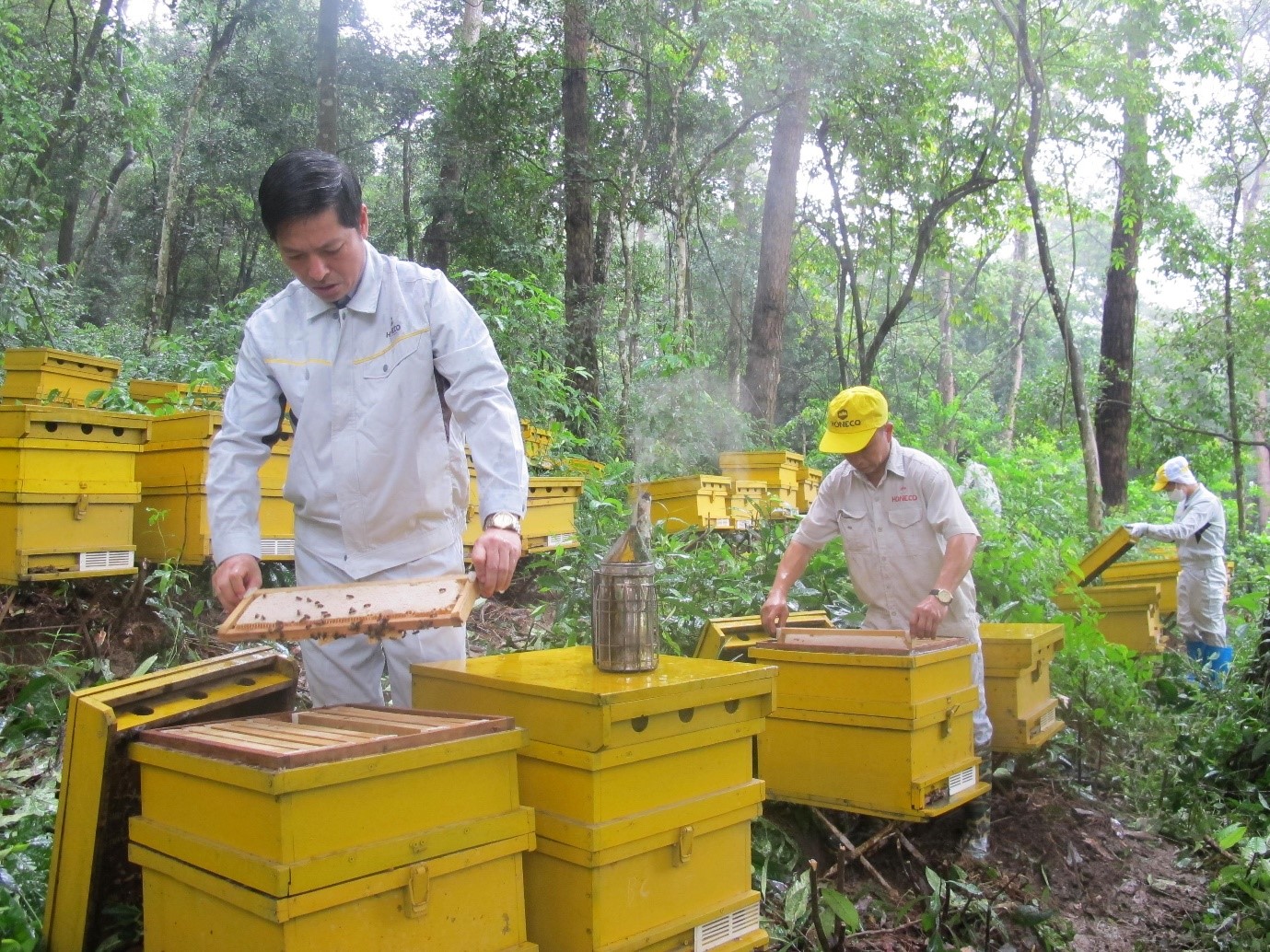 Mật ong hoa rừng Honeco 500g - Mật ong tự nhiên, hương thơm đặc trưng, giá trị dinh dưỡng cao