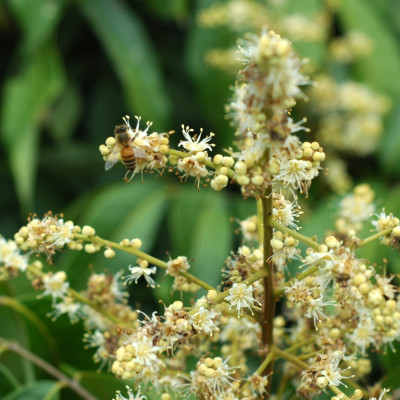 Mật Ong Hoa Nhãn Nguyên Chất 1000ml, món quà giá trị từ thiên nhiên, 