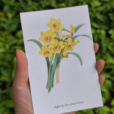 BỘ 100 POSTCARD PETALA & FOLIA - Minh Họa Thực Vật Nghệ Thuật - Giấy Mỹ Thuật 300g Cao Cấp - Nho Xanh 