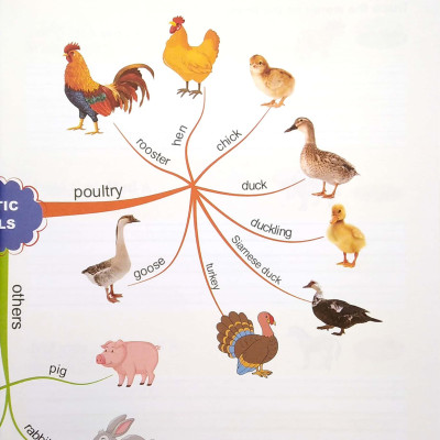 Tập Viết Tiếng Anh Cho Trẻ - Động Vật