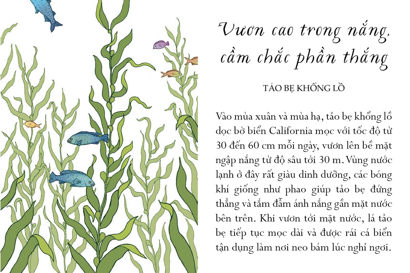Sống Một Đời Tựa Biển Khơi - Những Bài Học Trí Tuệ Nhẹ Nhàng Sâu Lắng Của Đại Dương