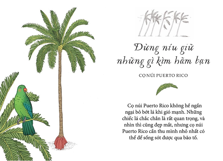 Sách - Sống như những cái cây