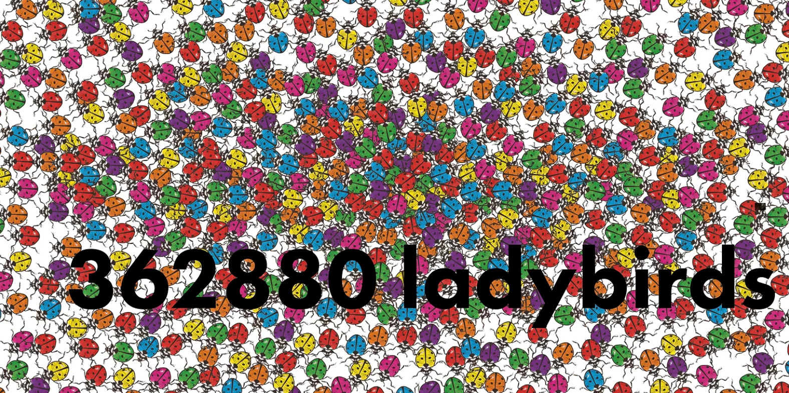 How Much Does A Ladybird Weigh?