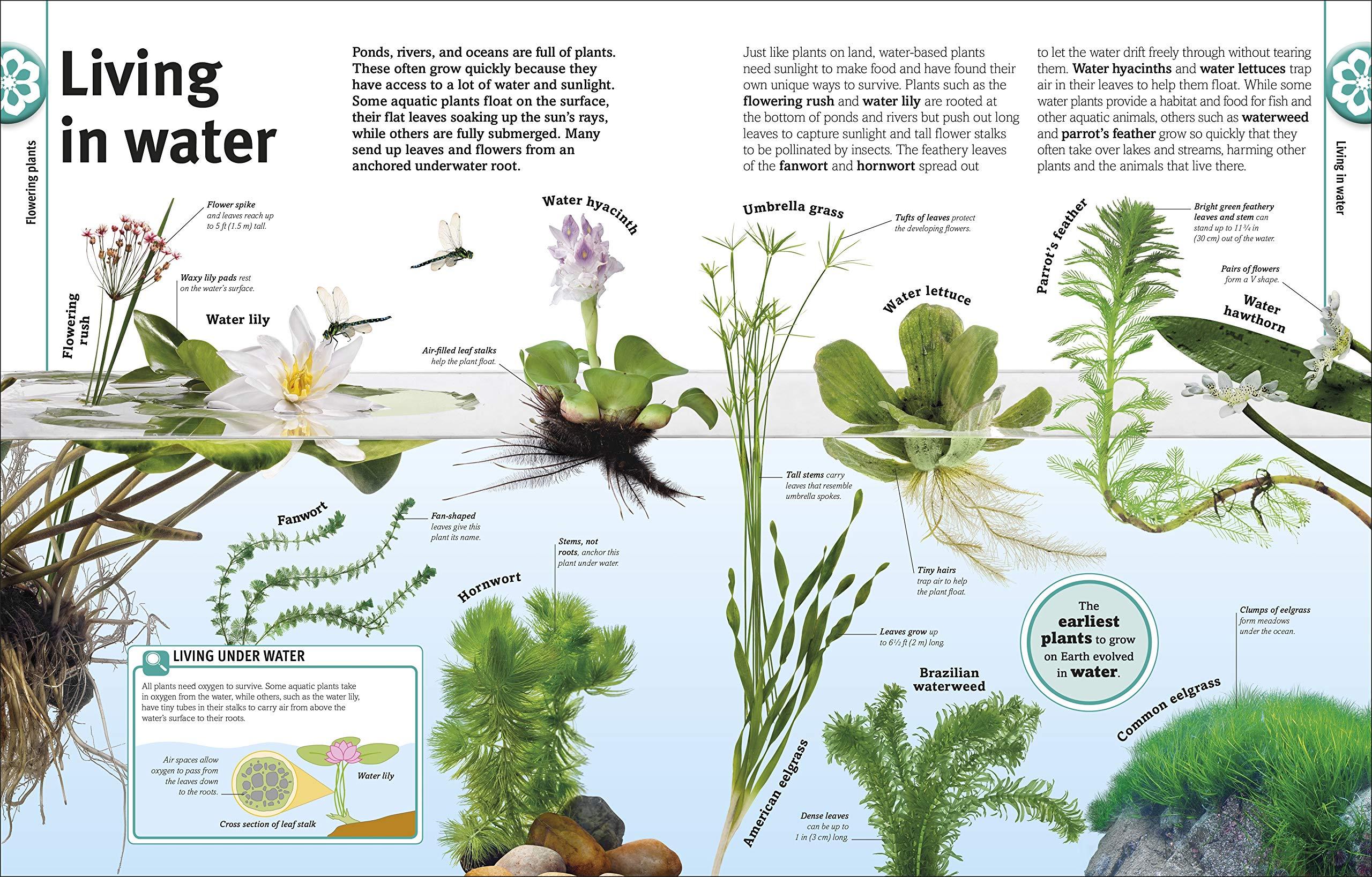 Trees, Leaves, Flowers And Seeds: A Visual Encyclopedia Of The Plant Kingdom