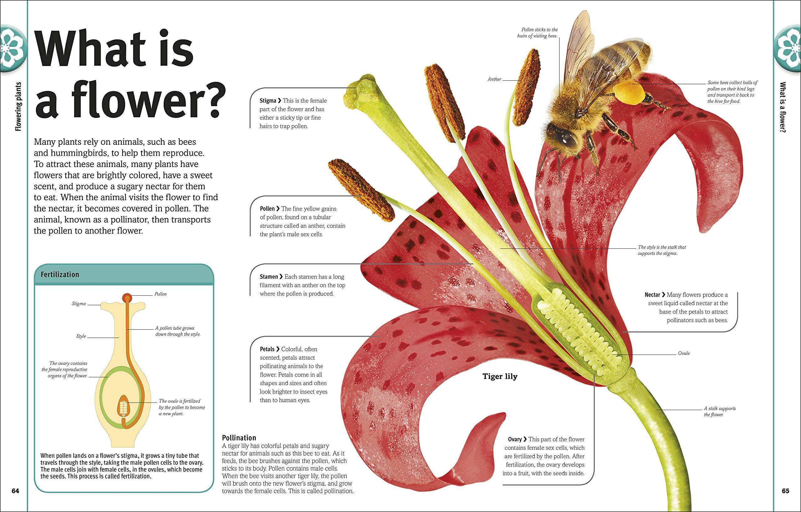 Trees, Leaves, Flowers And Seeds: A Visual Encyclopedia Of The Plant Kingdom