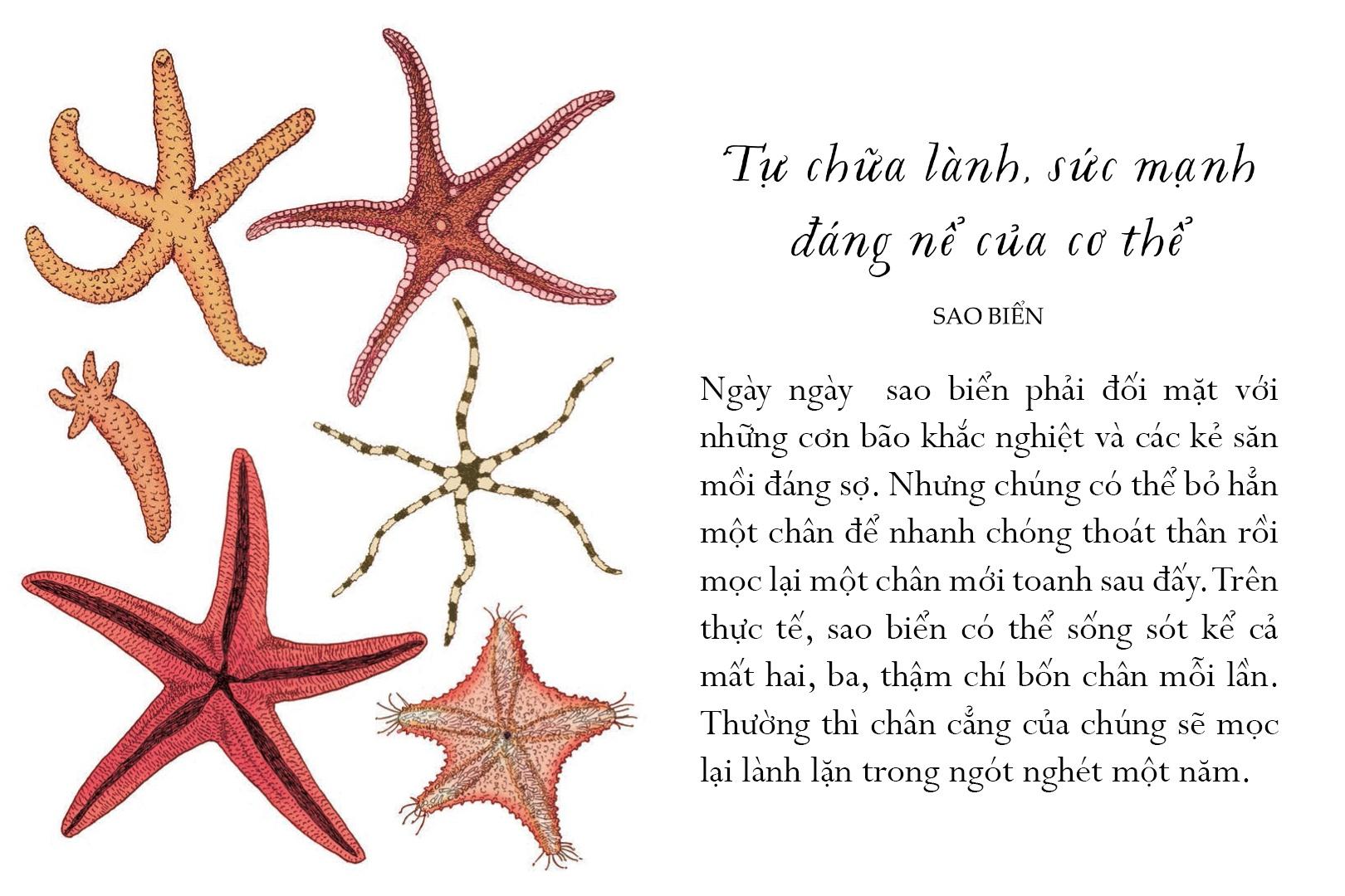 Sống Một Đời Tựa Biển Khơi - Những Bài Học Trí Tuệ Nhẹ Nhàng Sâu Lắng Của Đại Dương