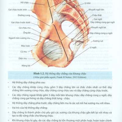 Chẩn Đoán Và Điều Trị Gãy Xương, Trật Khớp Chi Dưới