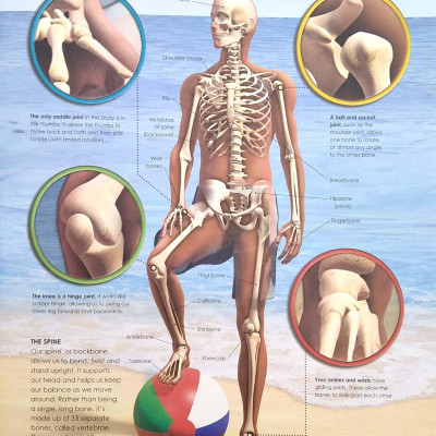 Primary Explorers: Human Body