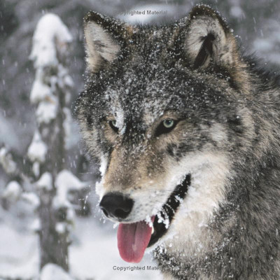 Face To Face With Wolves