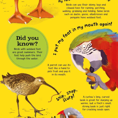 Wow! Look What Birds Can Do!