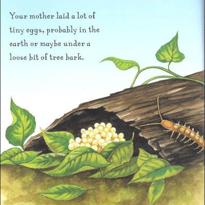 Are You A Centipede? (Backyard Books)