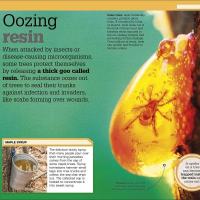 The Science Of Goo!: From Saliva And Slime To Frogspawn And Fungus