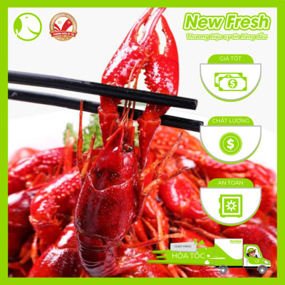 [GIAO NHANH HCM] Tôm Hùm Đất Crawfish Size Lớn - Túi 2.5Kg