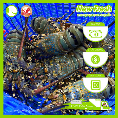 [GIAO NHANH HCM] Tôm Hùm Bông Đông Lạnh - 1 Con 1Kg