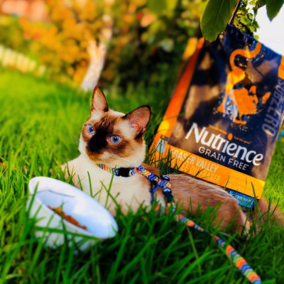 Thức Ăn Hạt Cho Mèo Nutrience Subzero Bao 5kg Vị Gà Tây và 6 Loại Cá Biển Trái Cây Rau Củ