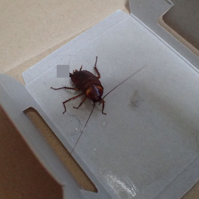 Miếng Keo Bẫy Gián Và Côn Trùng Có Mùi Hương Dễ Chịu - Set 2 Miếng