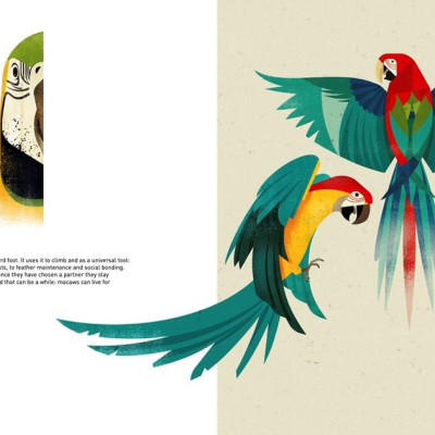 Sách - Wild Animals of the World by Dieter Br.aun (UK edition, hardcover)